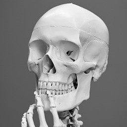 Skeleton