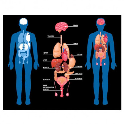Diagram of internal organs