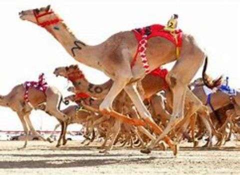 Dubai camel racing